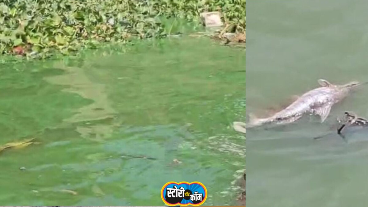 गोमाई नदीमध्ये केमिकलयुक्त दूषित पाणी