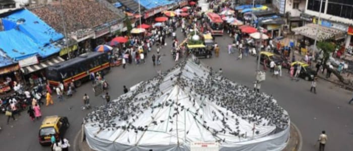 कबूतरखान्यावर बंदी, जैन समाज अस्वस्थ, दादरमध्ये आंदोलन पेटलं